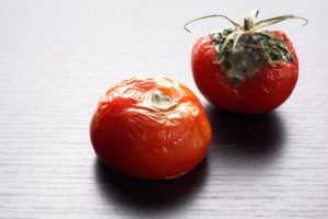 Çürük domateslerin ne işe yaradığını duyan bir daha çöpe atmıyor