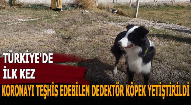 Türkiye'de ilk kez korona virüsü teşhis edebilen dedektör köpek yetiştirildi