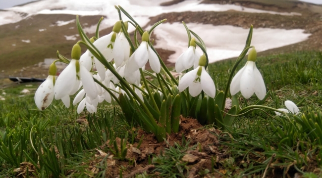 Baharın habercisi beyaz kardelenler çiçek açtı