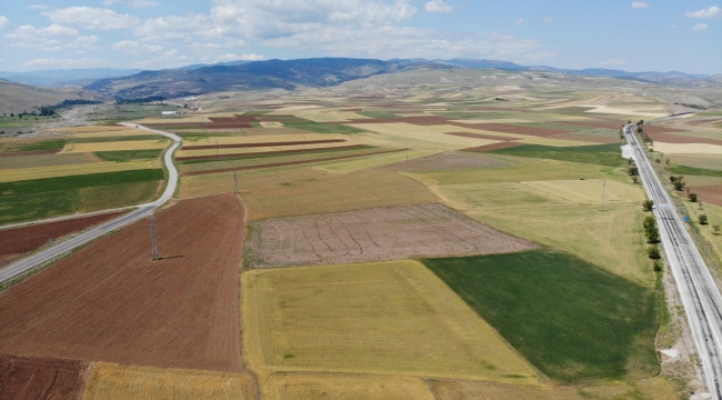 Bayat Ovası'nda 250 bin dönüm tarım arazisini kuraklık vurdu