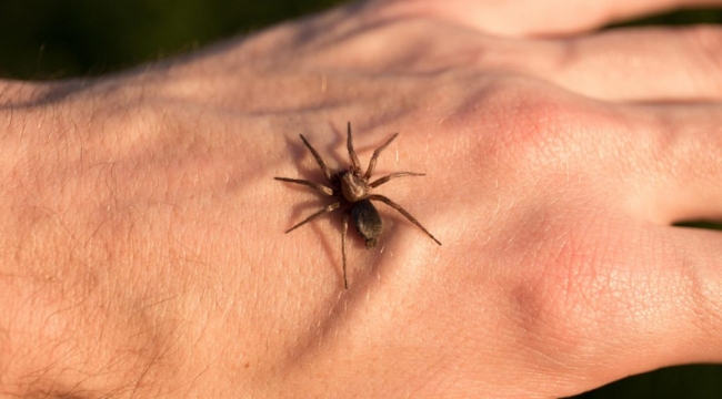 Evinizde Gördüğünüz Örümcekleri Öldürmemelisiniz
