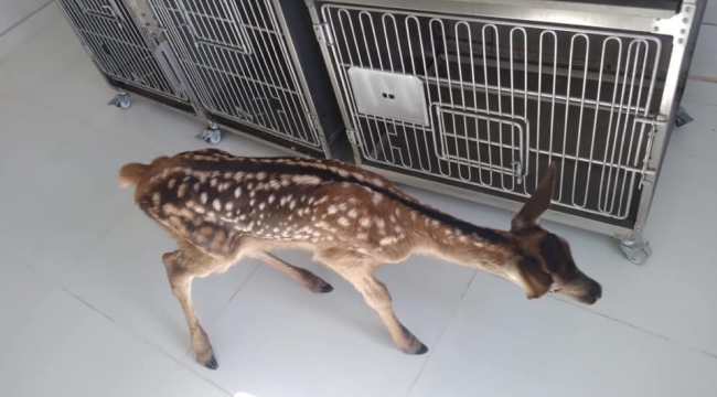 Köpeklerin saldırısına uğrayan yavru geyik tedavi altına alındı
