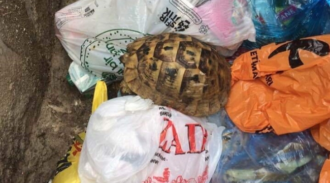 Çöpe atılan kaplumbağayı temizlik görevlileri kurtardı