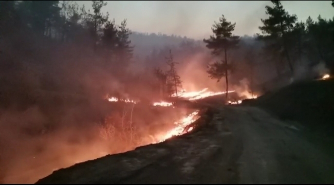 Kahramanmaraş'taki orman yangınında 25 hektar alan yandı