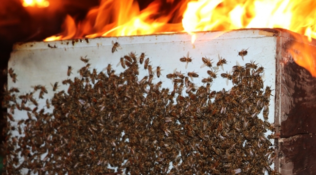 Yangında saniyeler içerisinde binlerce arı telef oldu